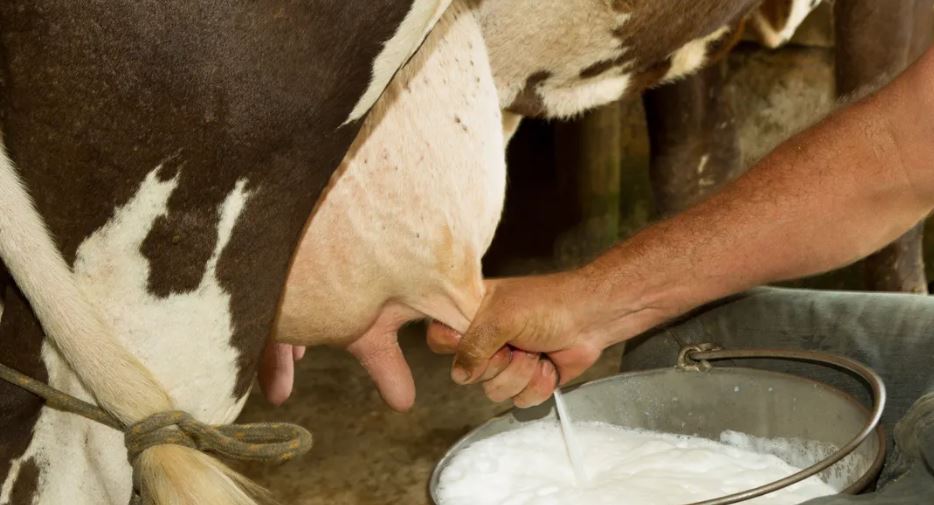 Krijohet lopa që prodhon insulinë me qumështin e saj