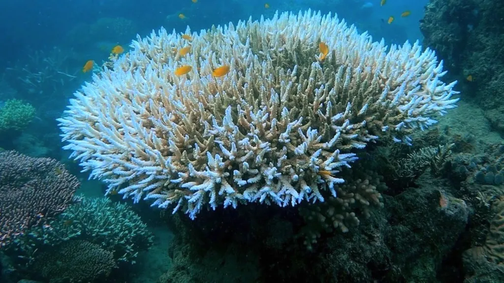 “Stresi termik”, pse po zbardhen masivisht koralet?